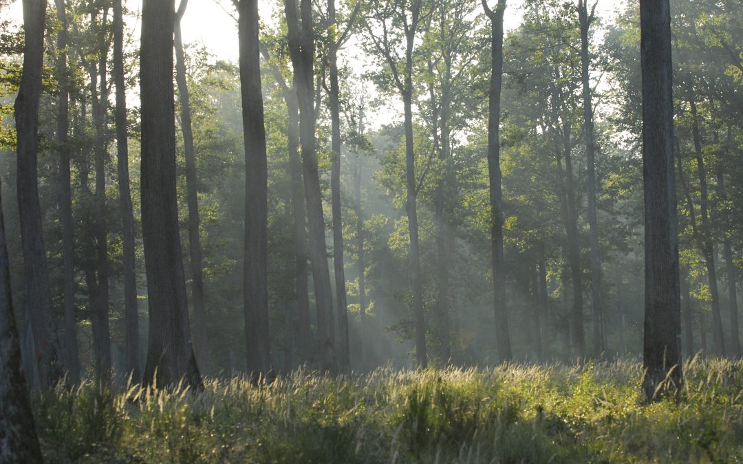 La Forêt privée