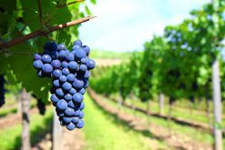 Fédération des Tonneliers de France - Union Girondine des Vins de Bordeaux