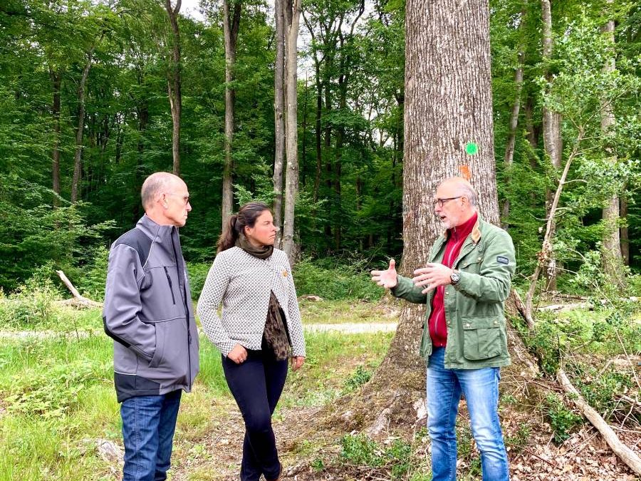 Communiqué de presse : la filière méranderie/tonnellerie rencontre la députée Cattelot chargée d’une mission sur la forêt française