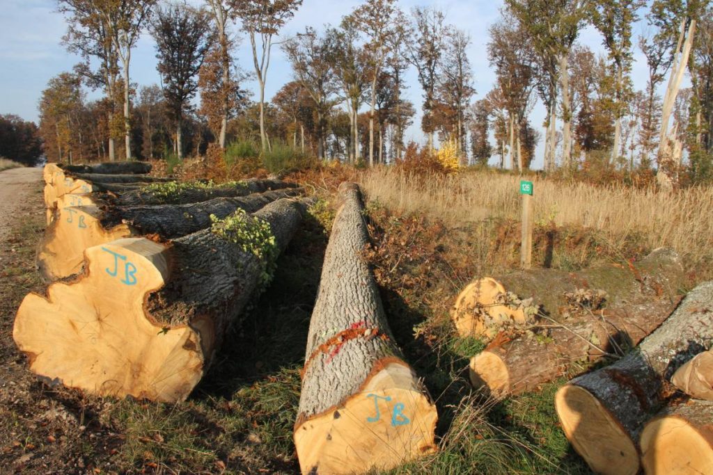 Fédération des Tonneliers de France - Le Bois international