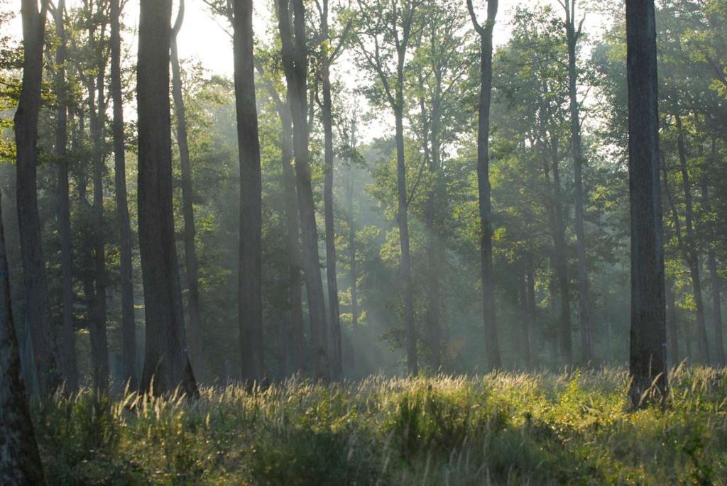 Fédération des Tonneliers de France - Le Bois International